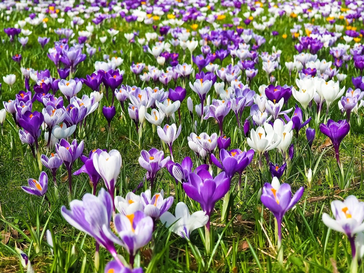 March 2022 Newsletter